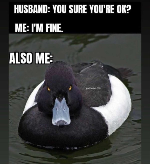 angrt duck - Husband You Sure You'Re Ok? Me I'M Fine. Also Me Mymomlogs