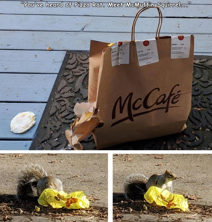 mc cafe - 00 "You've heard of Pizza Rat. Meet McMuffin Squirrel... McCafe