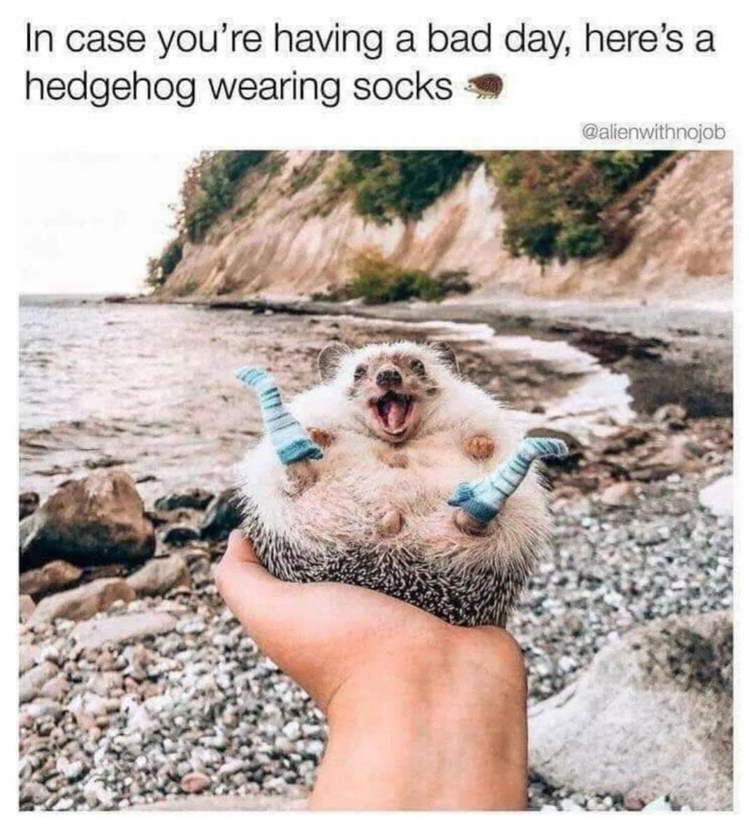 vibe animals - In case you're having a bad day, here's a hedgehog wearing socks