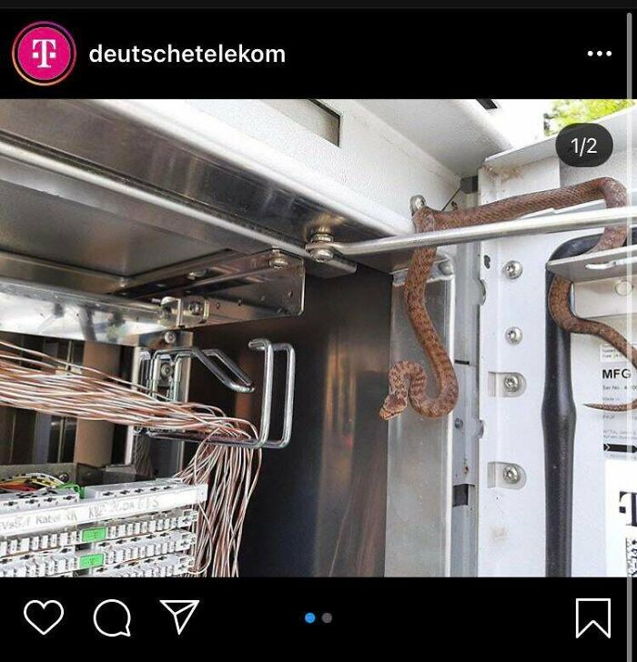 German T-Mobile Found 3 Snakes Inside Their Network Unit