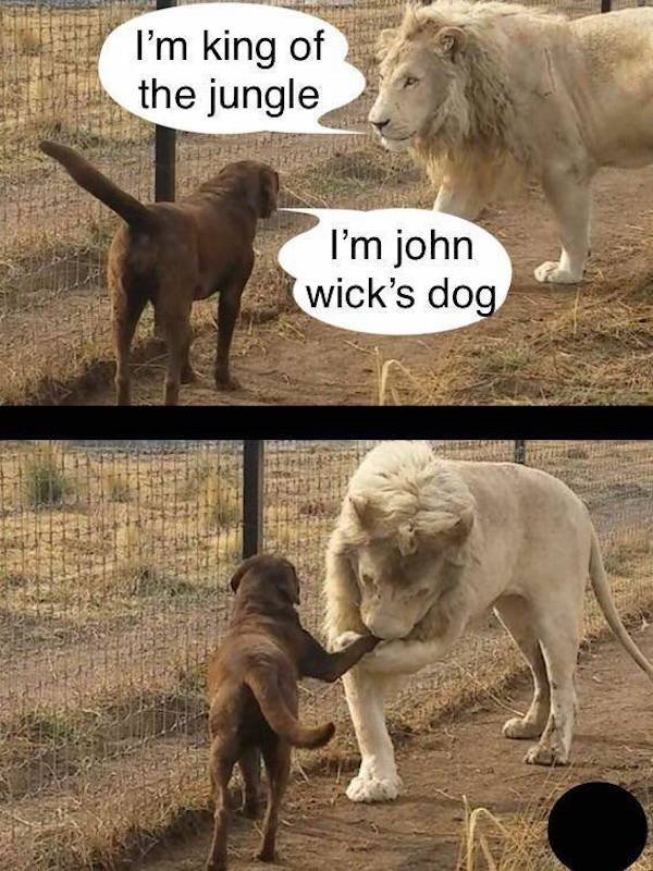 aslan köpek - I'm king of the jungle I'm john wick's dog