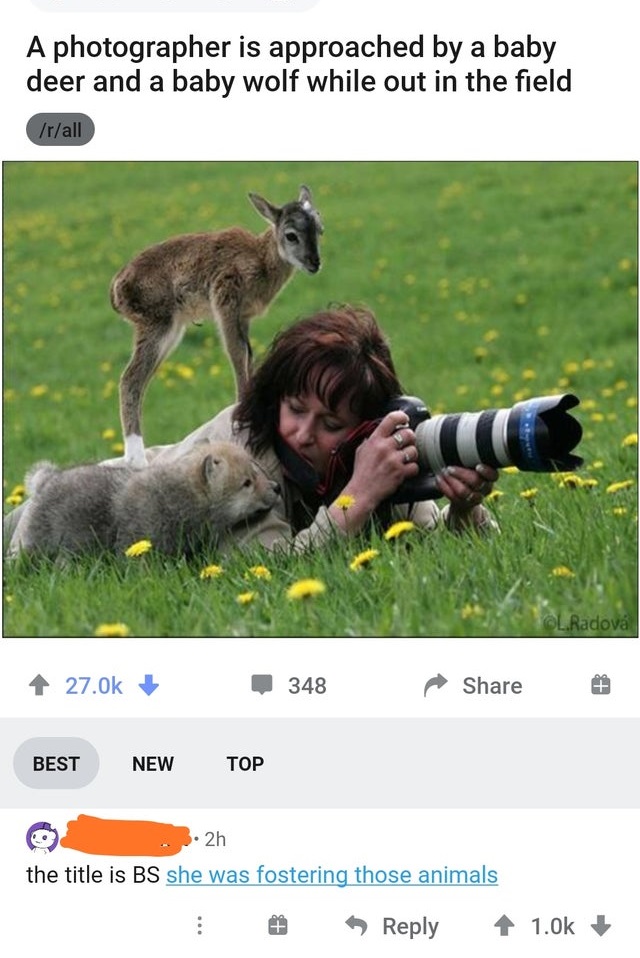 internet liars - animals interrupting nature photographers - A photographer is approached by a baby deer and a baby wolf while out in the field rall L. Radov 348 Best New Top 2h the title is Bs she was fostering those animals