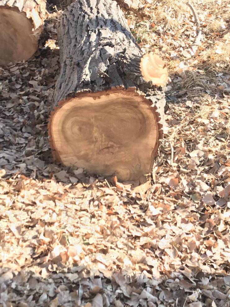 “Found ET in a cut log.”