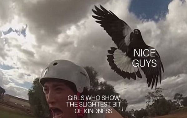 swooping magpie - Nice Guys Girls Who Show The Slightest Bit Of Kindness