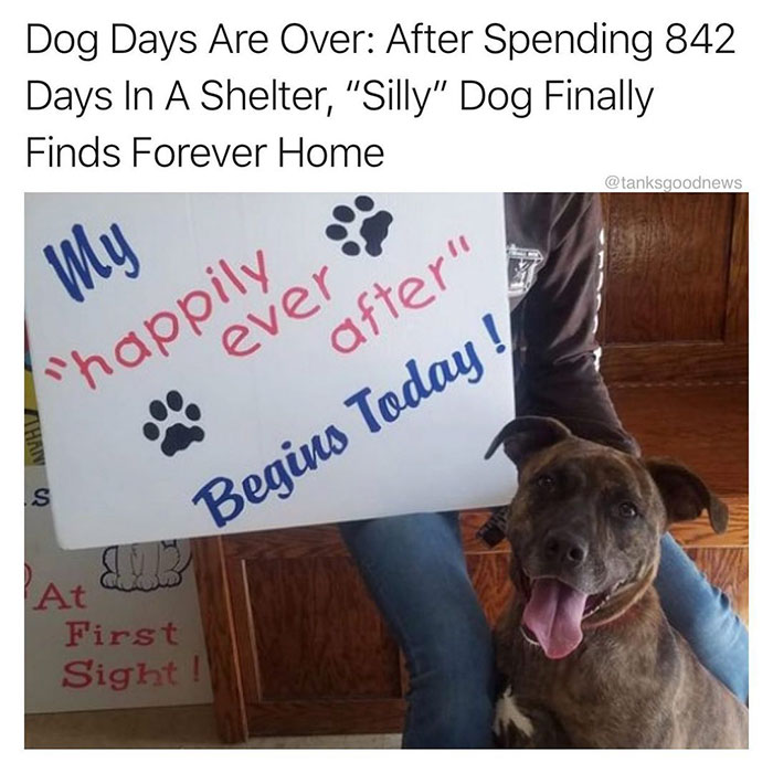 dog - Dog Days Are Over After Spending 842 Days In A Shelter, "Silly" Dog Finally Finds Forever Home My "happily ever after" Begins Today! S 23 At First Sight!