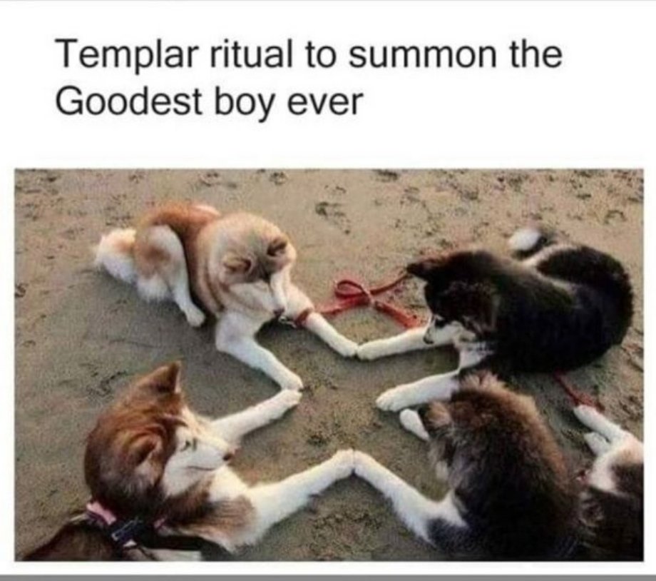 dog meme goodest boy - Templar ritual to summon the Goodest boy ever