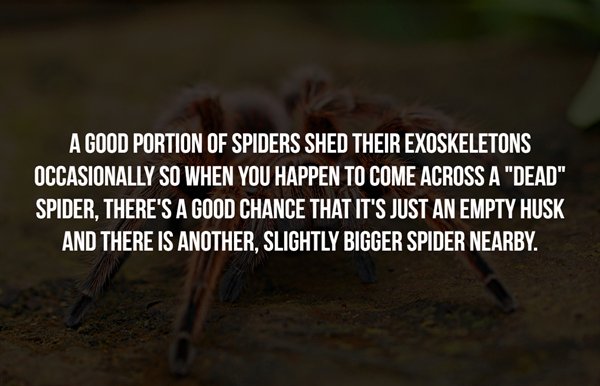 elige no fumar - A Good Portion Of Spiders Shed Their Exoskeletons Occasionally So When You Happen To Come Across A "Dead" Spider, There'S A Good Chance That It'S Just An Empty Husk And There Is Another, Slightly Bigger Spider Nearby.