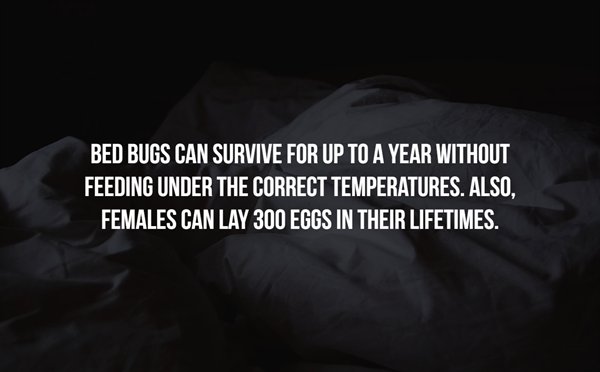 inter milan - Bed Bugs Can Survive For Up To A Year Without Feeding Under The Correct Temperatures. Also, Females Can Lay 300 Eggs In Their Lifetimes.