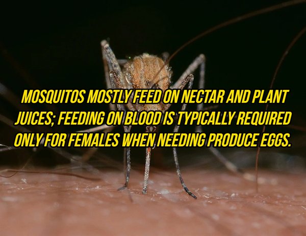 infected mosquito - Mosquitos Mostly Feed On Nectar And Plant Juices; Feeding On Blood Is Typically Required Only For Females When Needing Produce Eggs.