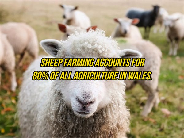 Sheep Farming Accounts For 80%Ofallagriculturein Wales.