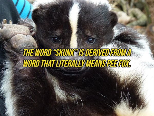 weird pets - The Word Skunk" Is Derived Froma Word That Literally Meanspeefox