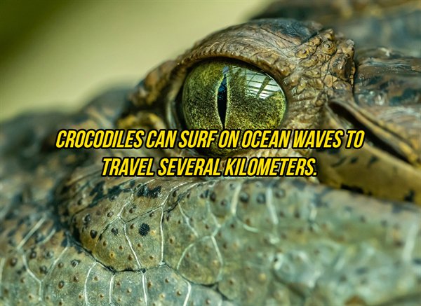 crocodile eye - Crocodiles Can Surf On Ocean Waves To Travel Several Kilometers.