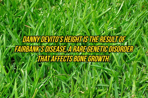 lawn care calendar australia - Danny Devito'S Height Is The Result Of Fairbank'S Disease, A Raregenetic Disorder That Affects Bone Growth.