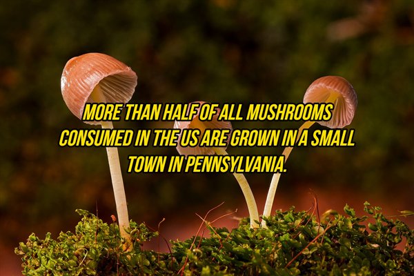 Mushroom - More Than Half Of All Mushrooms Consumed In The Us Are Grown In A Small Town In Pennsylvania.