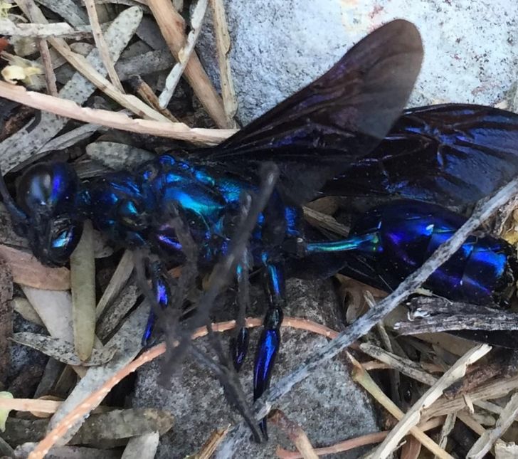 chrome blue wasp