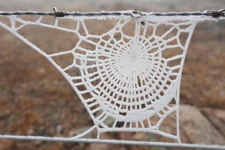 knitted spider web