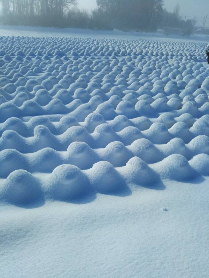 cabbage field in snow