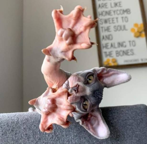 sphynx cat paws - Are Uke Honeycomb Sweet To The Soul And Healing To The Bones