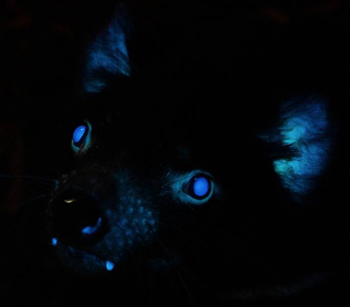 black cat