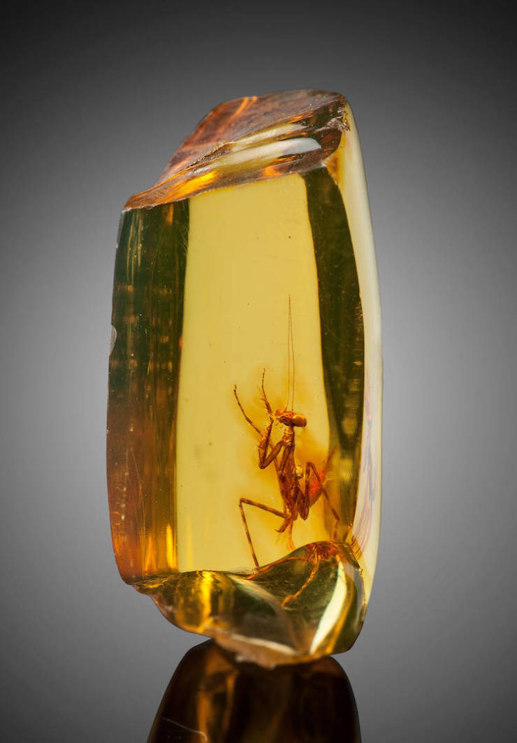 praying mantis trapped in amber
