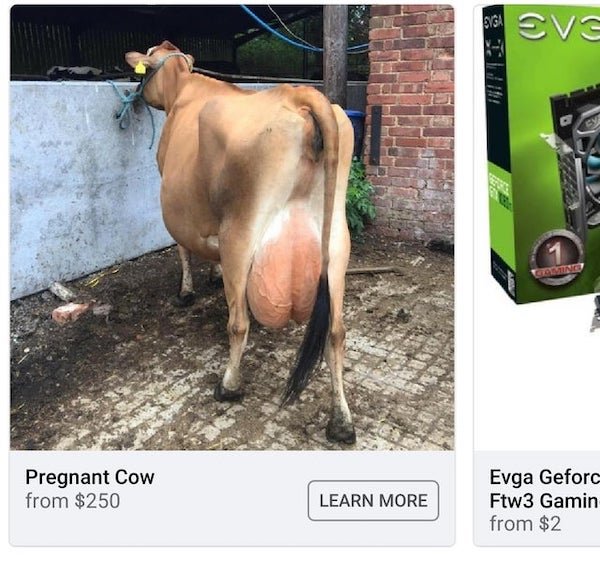 fauna - Evga Eva L Pregnant Cow from $250 Learn More Evga Geforc Ftw3 Gamin from $2
