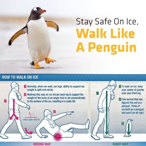 interesting facts -- penguin walking - Stay Safe On Ice, Walk A Penguin How To Walk On Ice Normally, when we walk, our legs' ability to support our weight is split midstride. Walking this way on ice forces each leg to support the weight of the body at an 