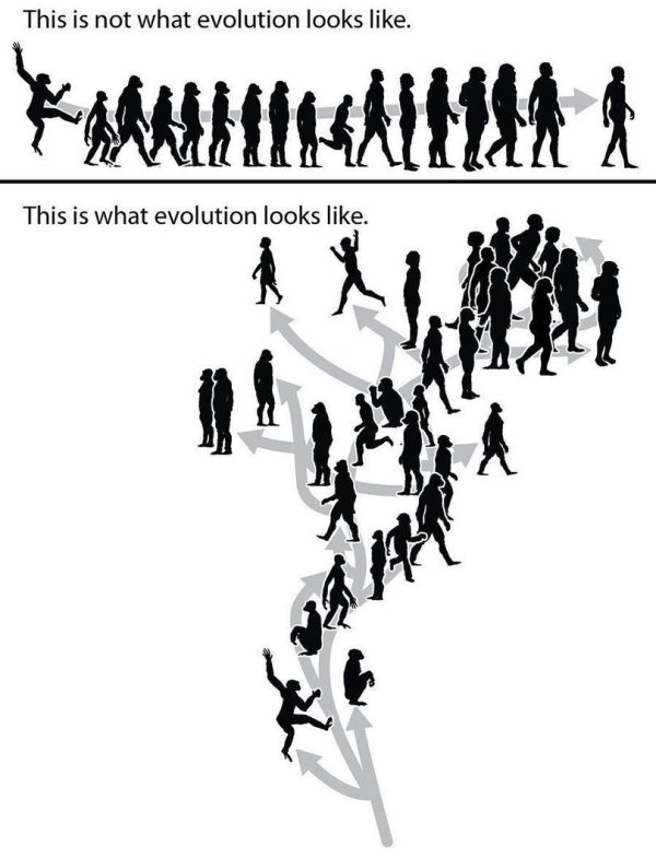 interesting facts - not what evolution looks like - This is not what evolution looks . This is what evolution looks .