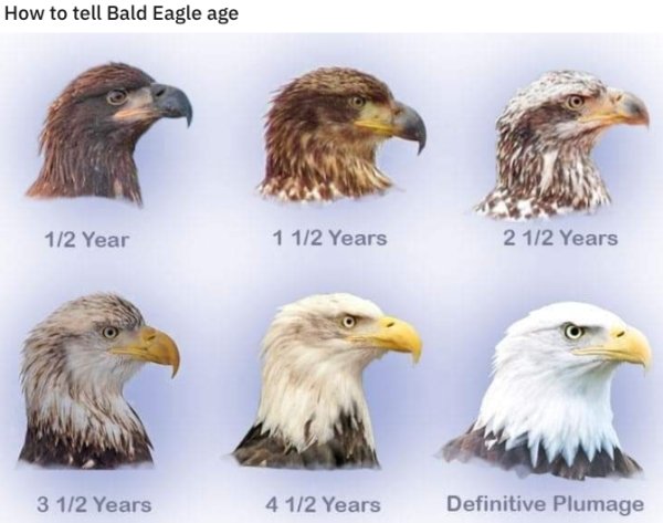 interesting facts - fauna - How to tell Bald Eagle age 12 Year 1 12 Years 2 12 Years 3 12 Years 4 12 Years Definitive Plumage