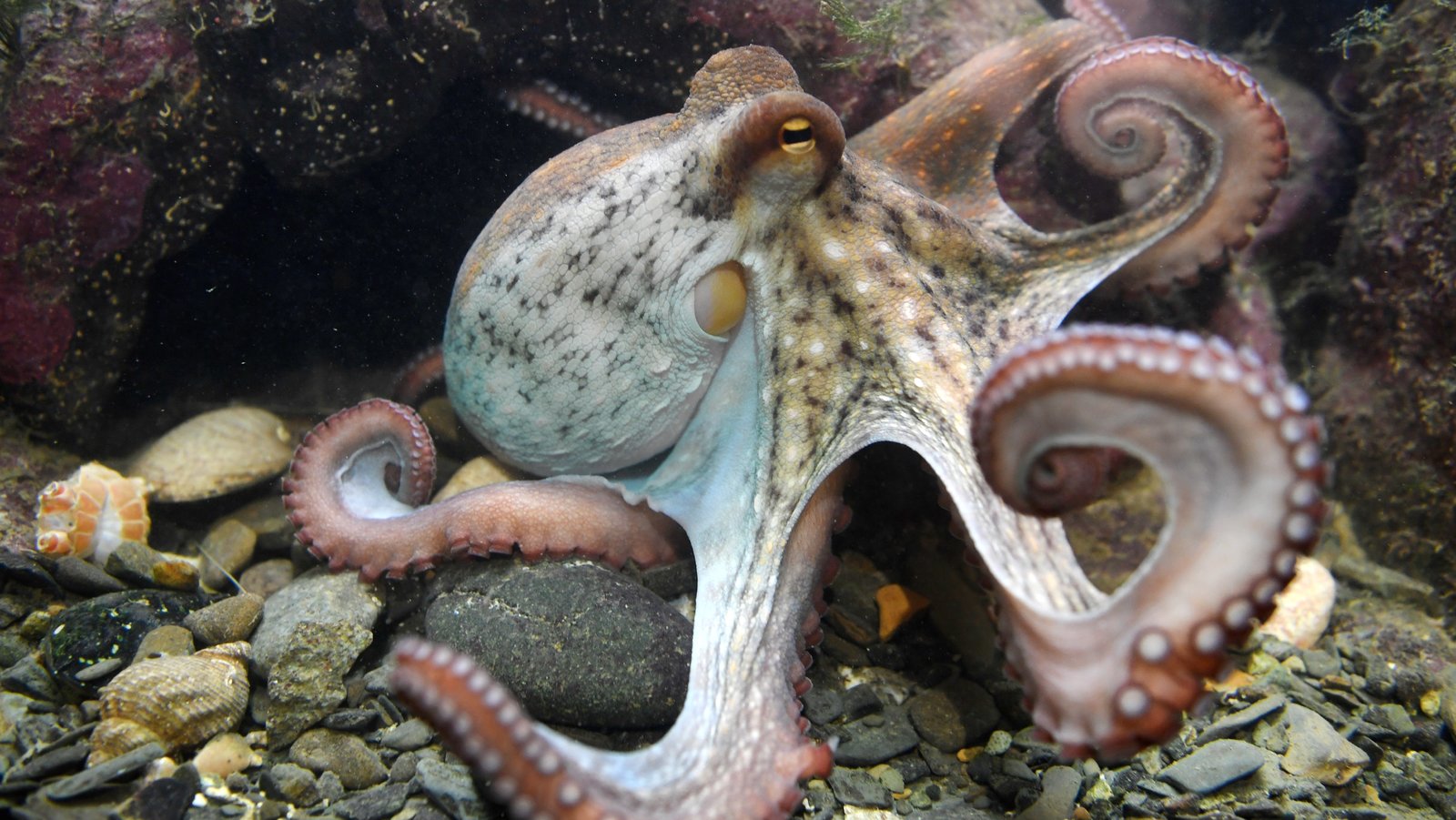 octopus intelligence