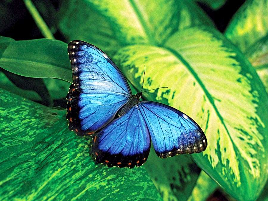 There are some species of butterflies that look for human blood to suck.