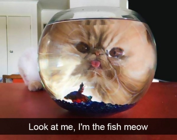 funny cat snapchats - 3 Look at me, I'm the fish meow