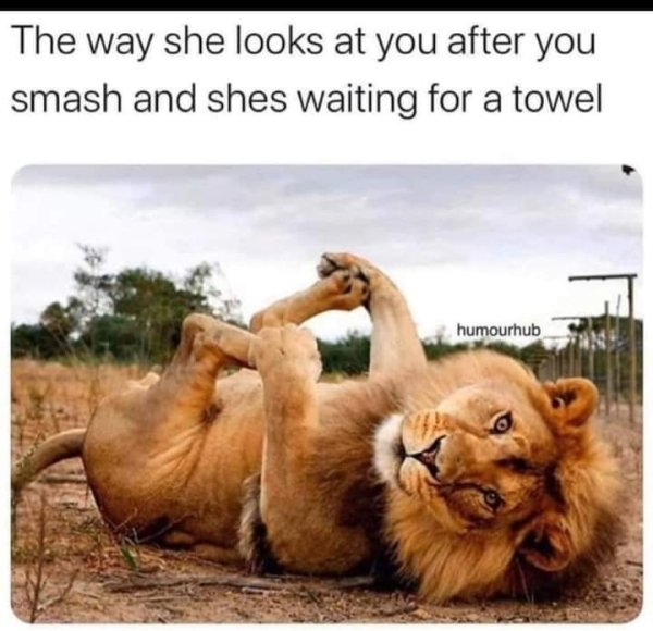 lion playing with feet - The way she looks at you after you smash and shes waiting for a towel humourhub