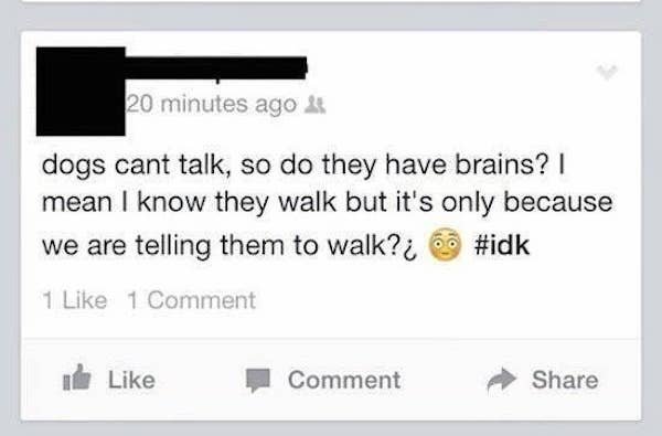 cringe facebook status - 20 minutes ago dogs cant talk, so do they have brains? mean I know they walk but it's only because we are telling them to walk?c 1 1 Comment Comment
