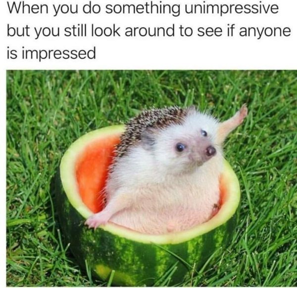 hedgehog watermelon - When you do something unimpressive but you still look around to see if anyone is impressed