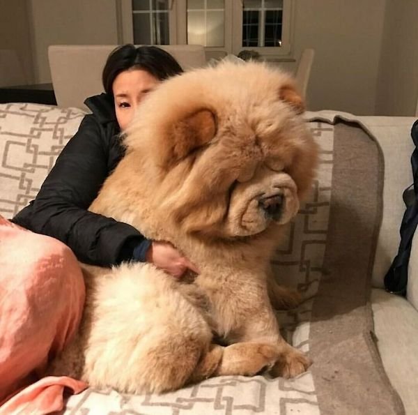 34 Dogs Who Are Absolute Units.