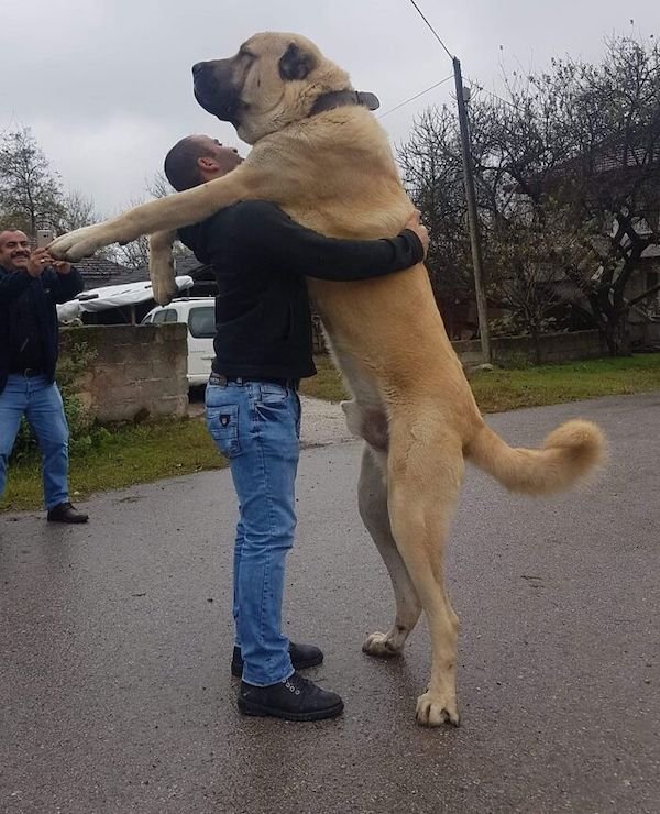 34 Dogs Who Are Absolute Units.