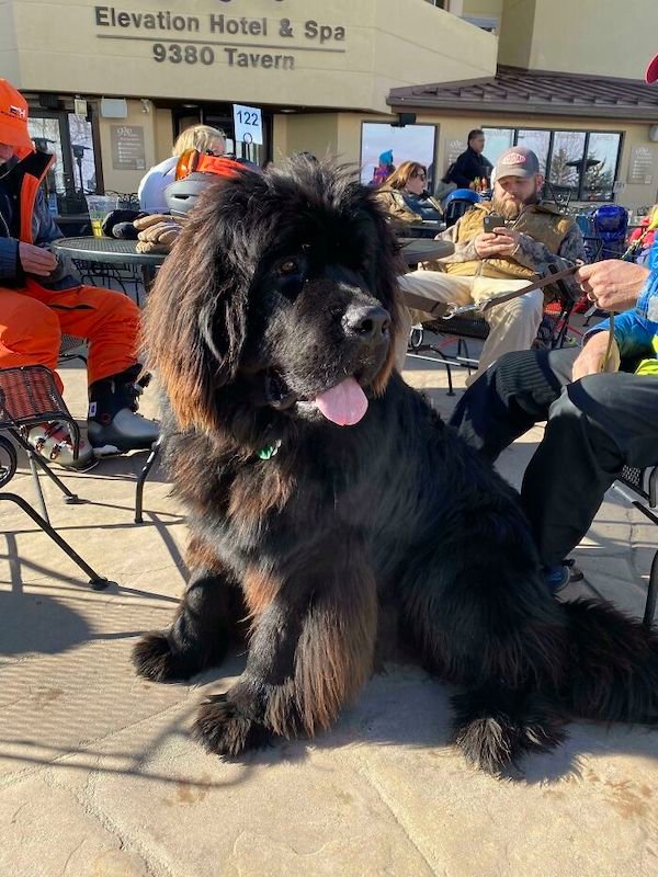 34 Dogs Who Are Absolute Units.