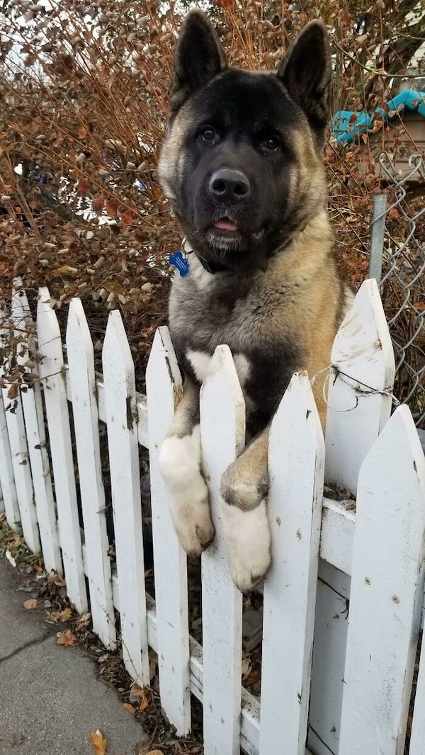 34 Dogs Who Are Absolute Units.