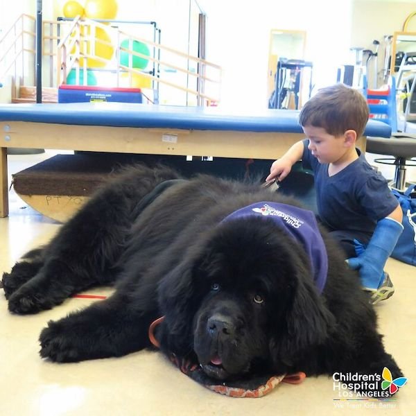 34 Dogs Who Are Absolute Units.