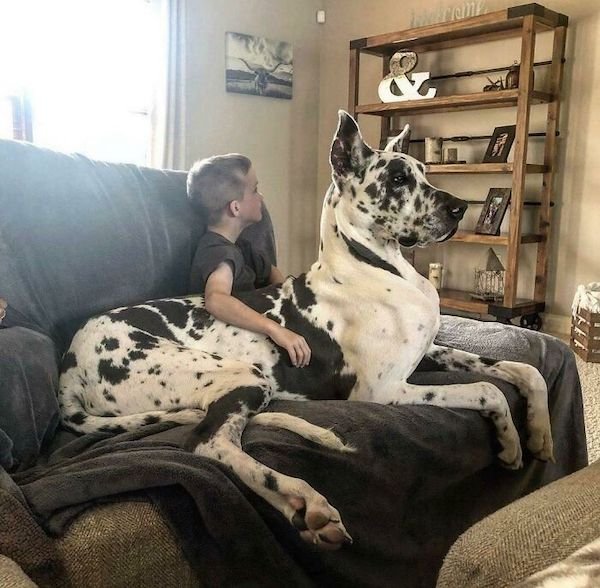 34 Dogs Who Are Absolute Units.