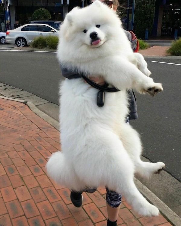 34 Dogs Who Are Absolute Units.