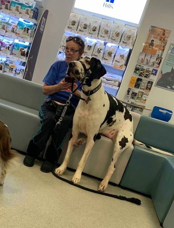 34 Dogs Who Are Absolute Units.