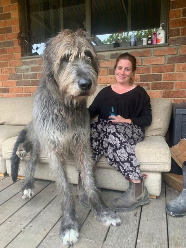 34 Dogs Who Are Absolute Units.