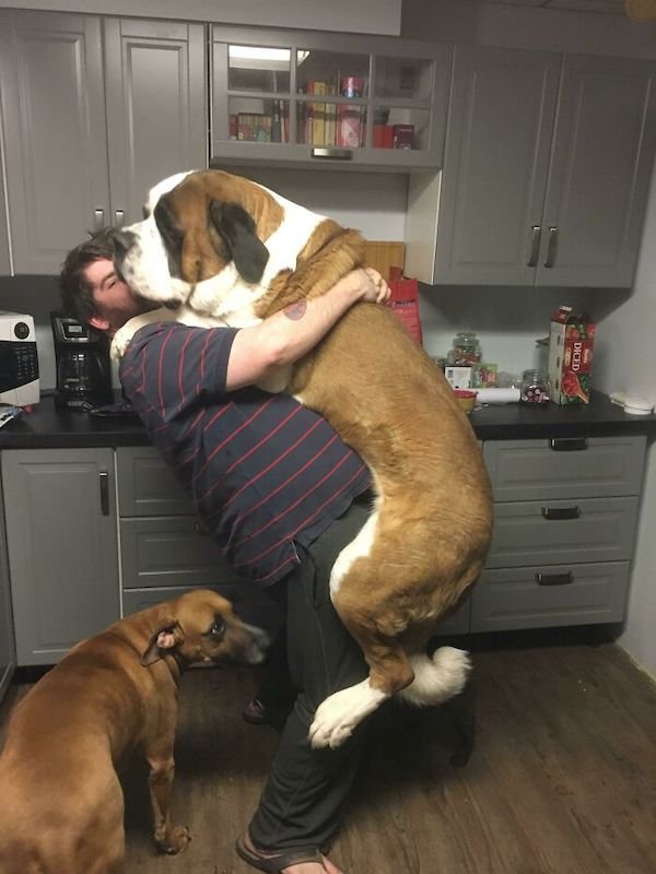 34 Dogs Who Are Absolute Units.