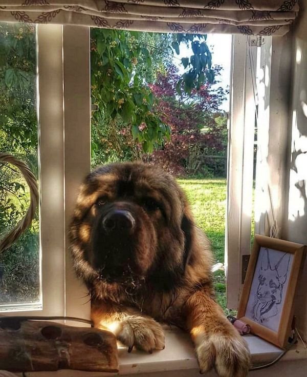 34 Dogs Who Are Absolute Units.