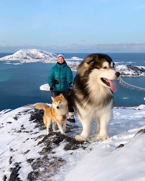 34 Dogs Who Are Absolute Units.