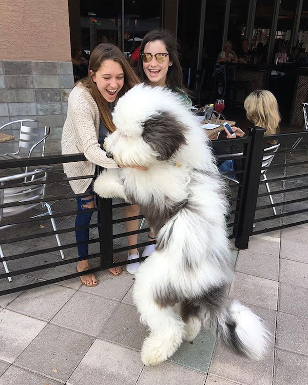 34 Dogs Who Are Absolute Units.