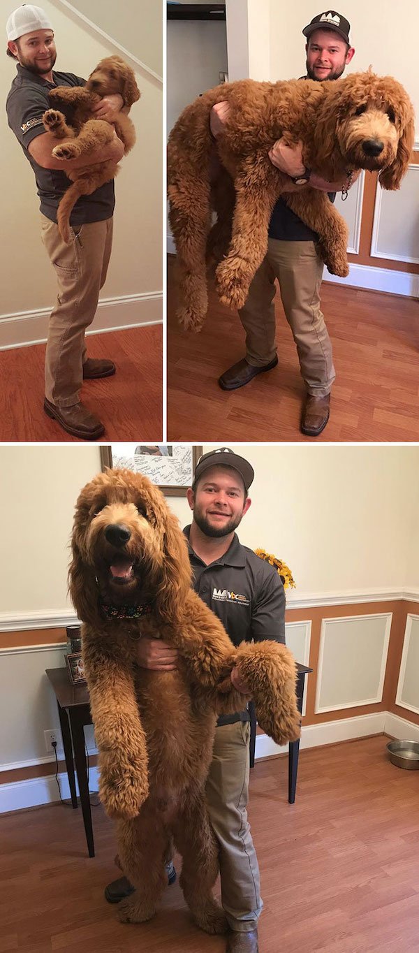 34 Dogs Who Are Absolute Units.