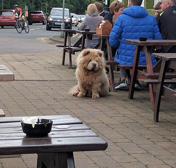 34 Dogs Who Are Absolute Units.