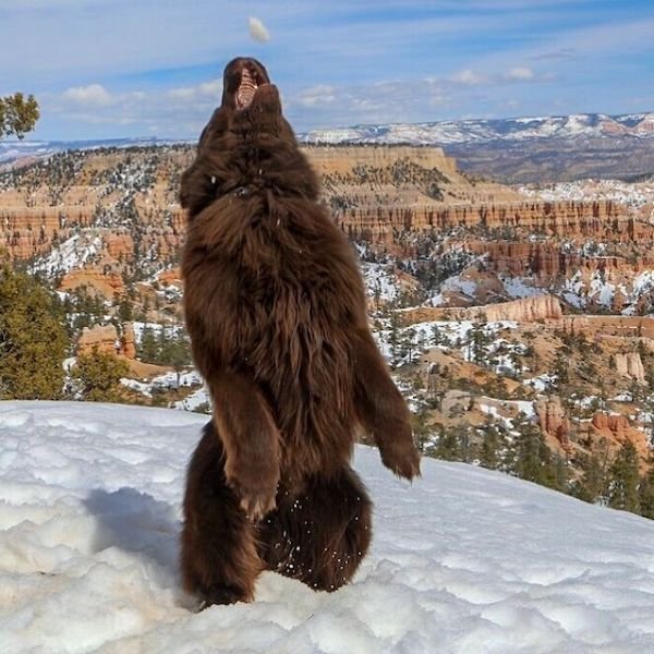 34 Dogs Who Are Absolute Units.